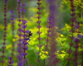 bee on salvia plants at horatio's garden london