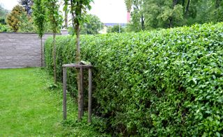 privet hedge that needs to be trimmed