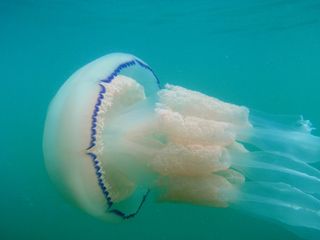 Barrel Jellyfish