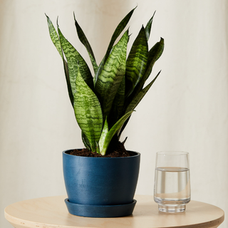 a snake plant in a muted navy plant pot sat indoors on a small round wooden table next to a glass of water