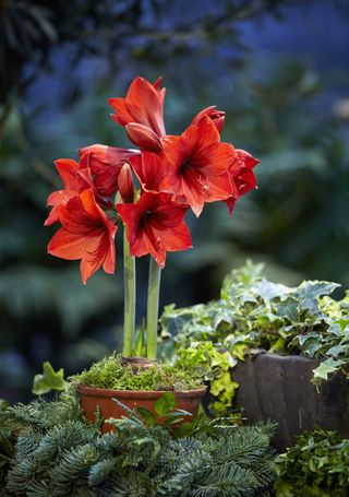 Close up shot of a Amaryllis red flowers in a pot