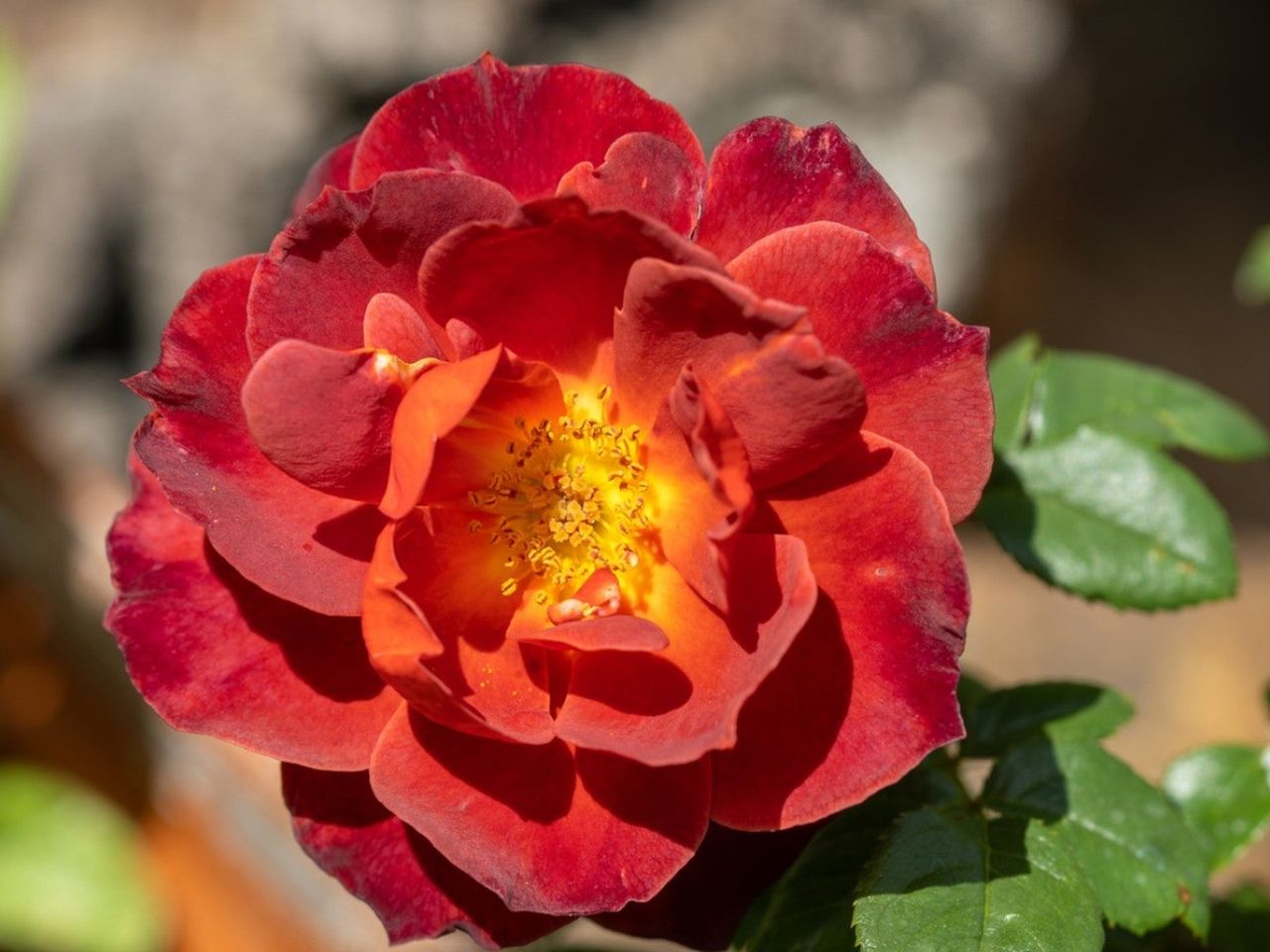 A deep red Hot Cocoa rose with a yellow center