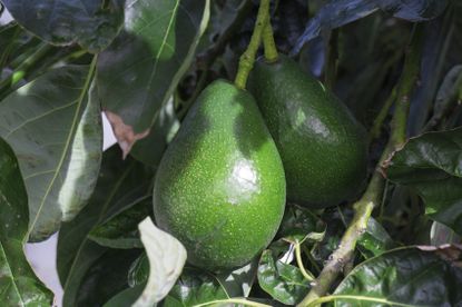 Two Avocados Growing On Tree