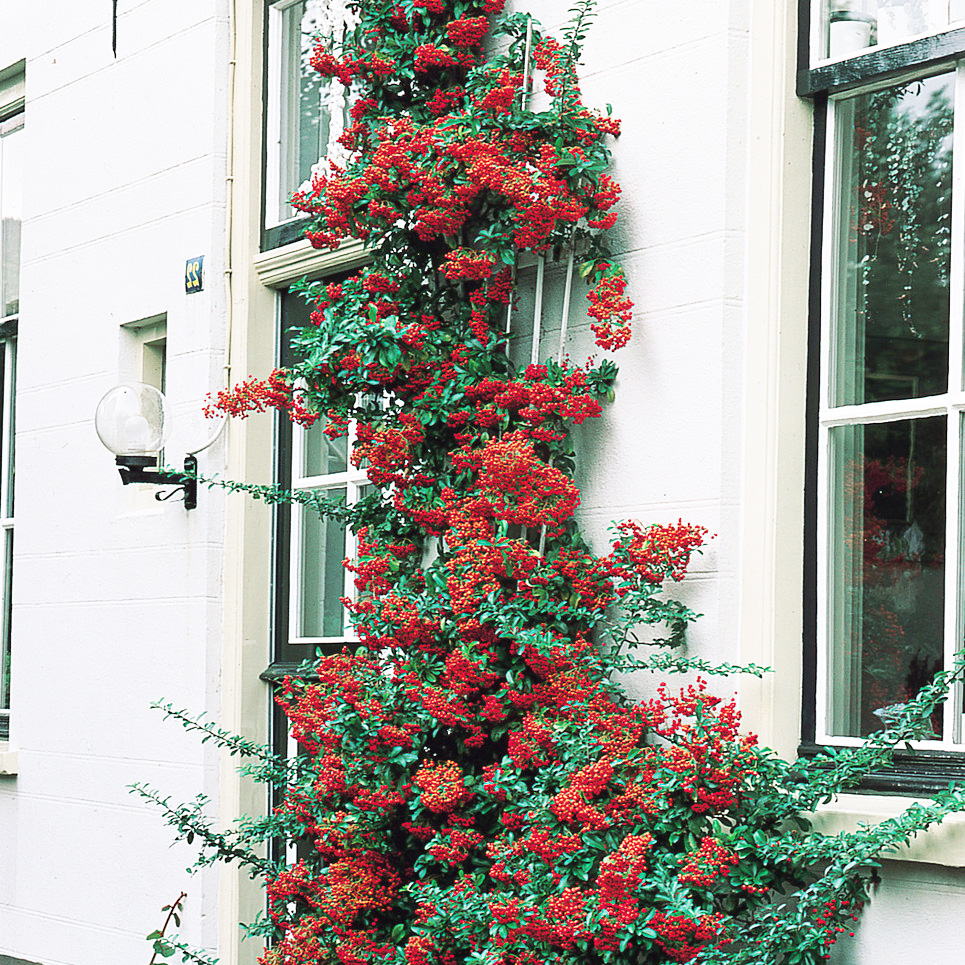 Pyracantha_Victory_0005011__07160