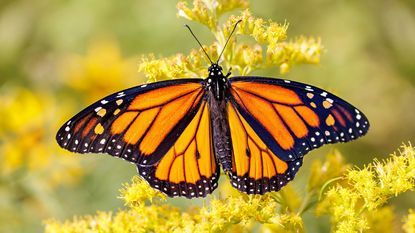 A monarch butterfly on yellow flowers