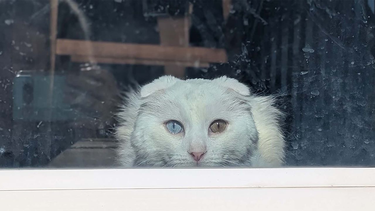 Original image of a white cat staring forward through a glass window. There are distracting reflections and water spots on the glass.