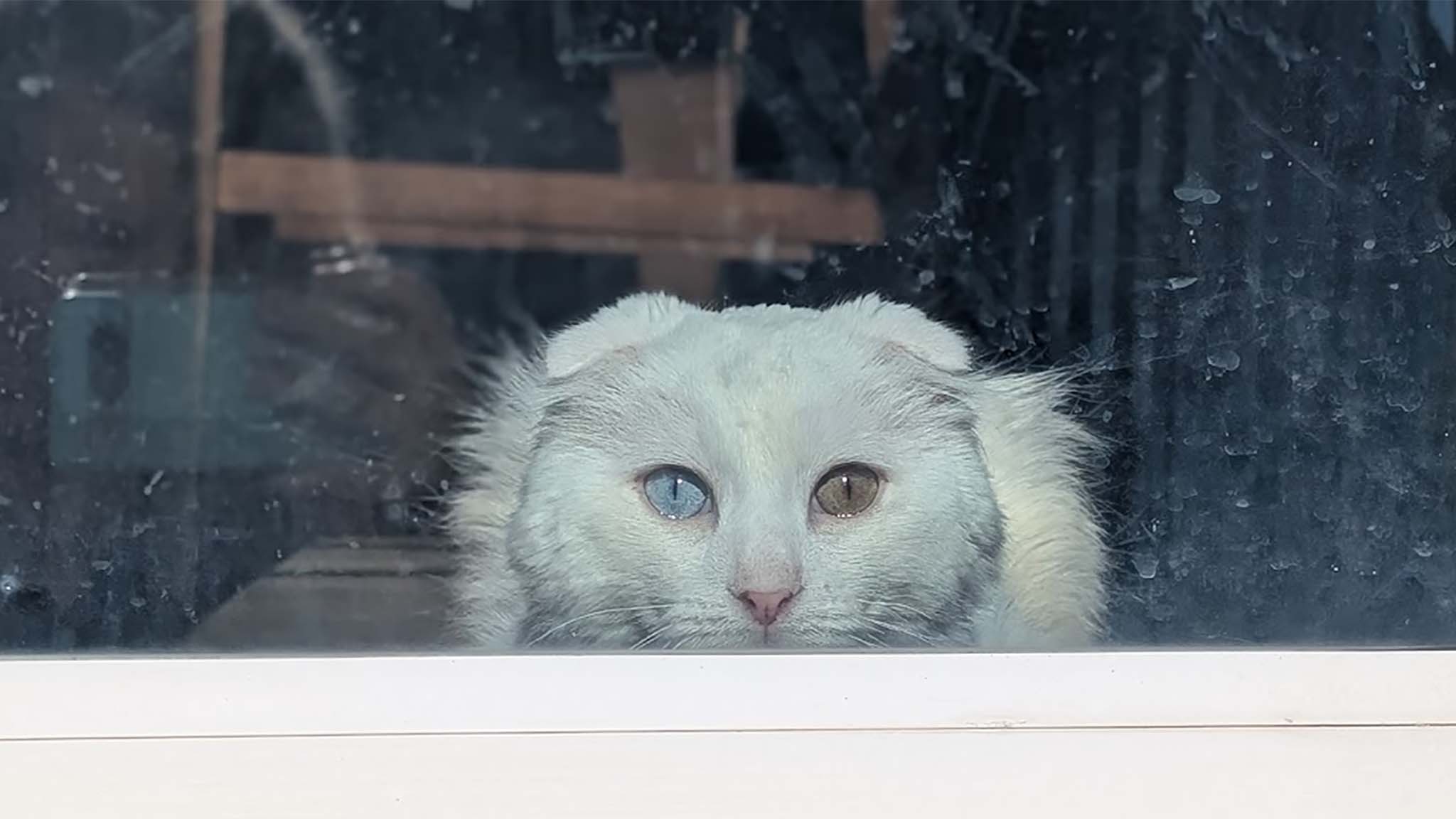 Original image of a white cat staring forward through a glass window. There are distracting reflections and water spots on the glass.