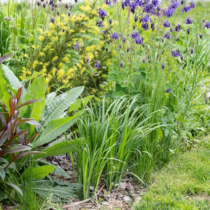 garden border with grass