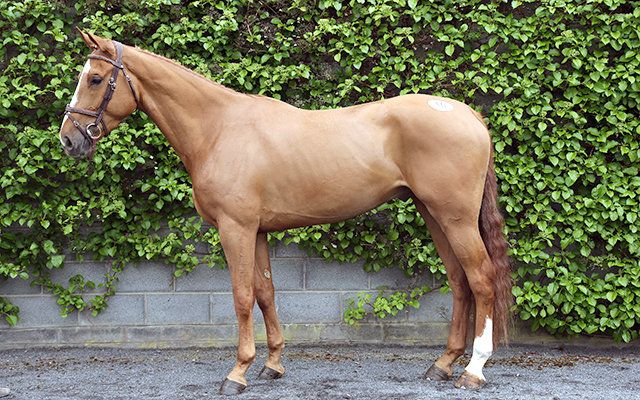 Tattersalls event horse sale Master Class Ramiro