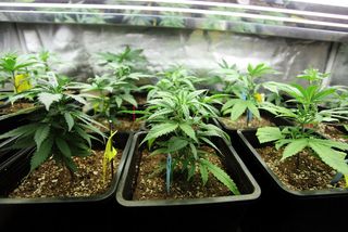 Marijuana plants are grown indoors.