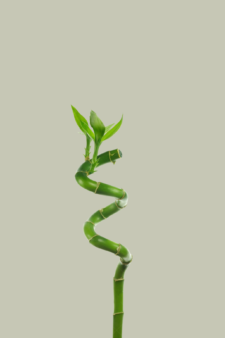GardenersDream, Lucky Bamboo &amp;mdash; 25-35cm