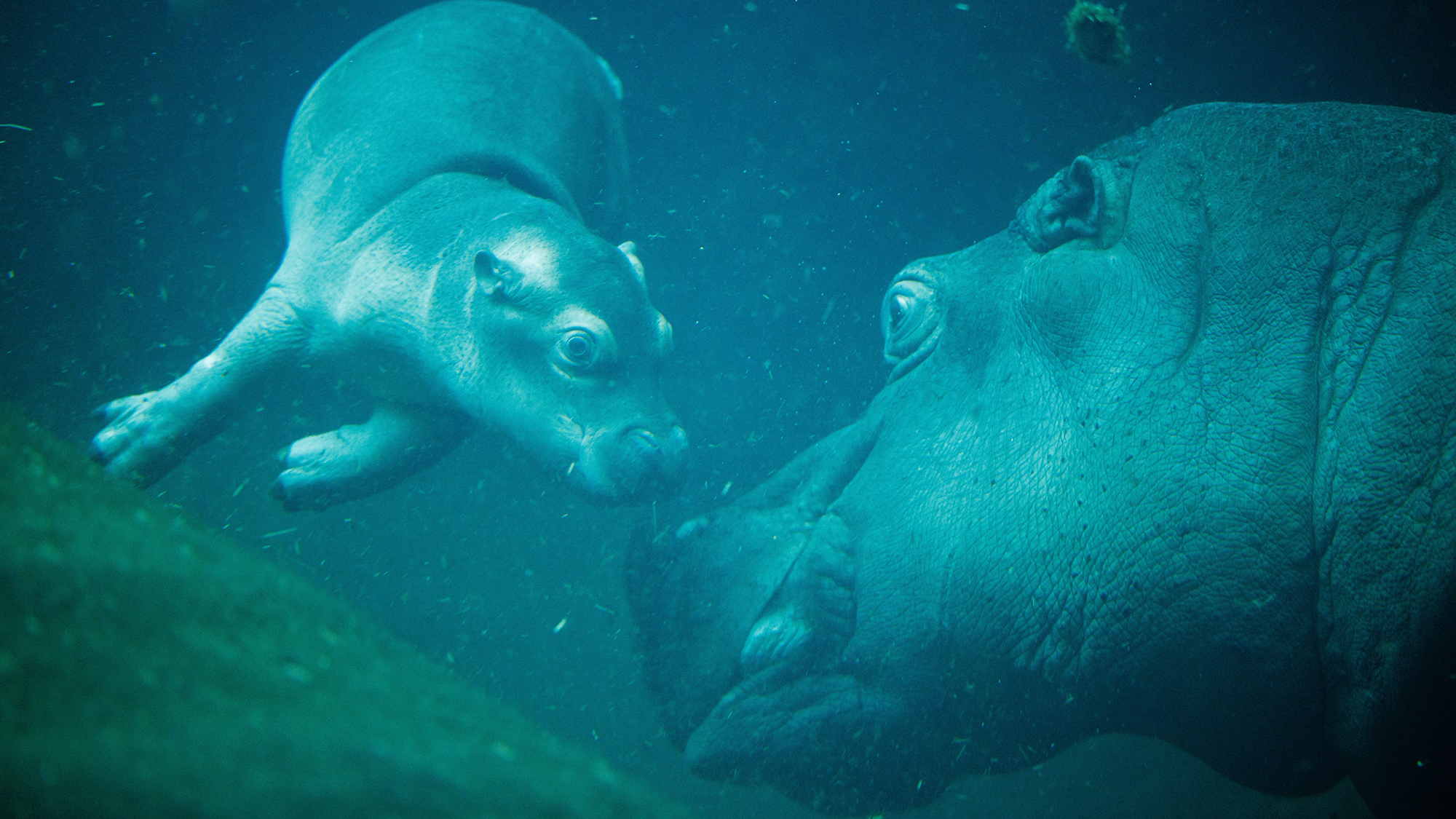 A young pygmy hippopotamus swims in a pool with its mother at the Zoological Garden in Berlin, Germany
