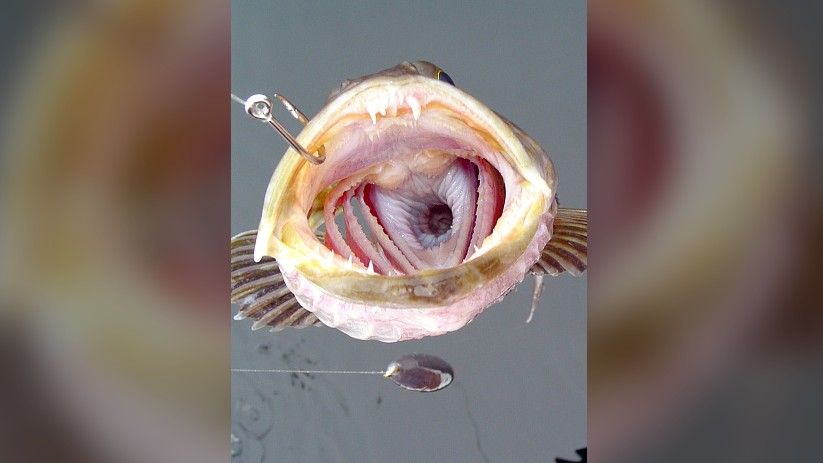 This fish has 555 teeth … and it loses 20 every day | Live Science