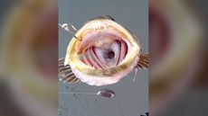 A lingcod's mouth photographed from a fishing boat. The fish was later released.
