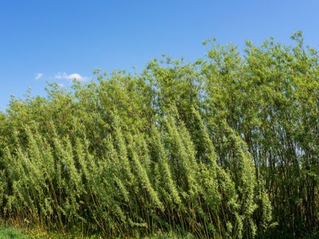 Fence Made Of Living Willow Plants