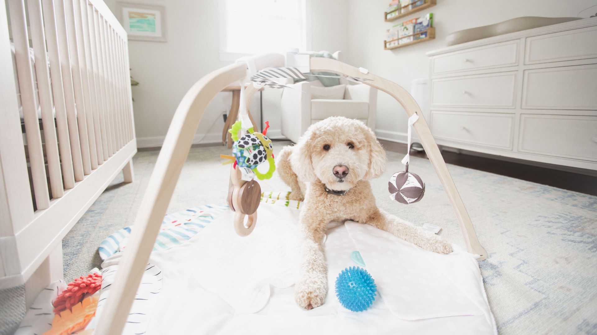 Dog lies on play mat in baby's nursery