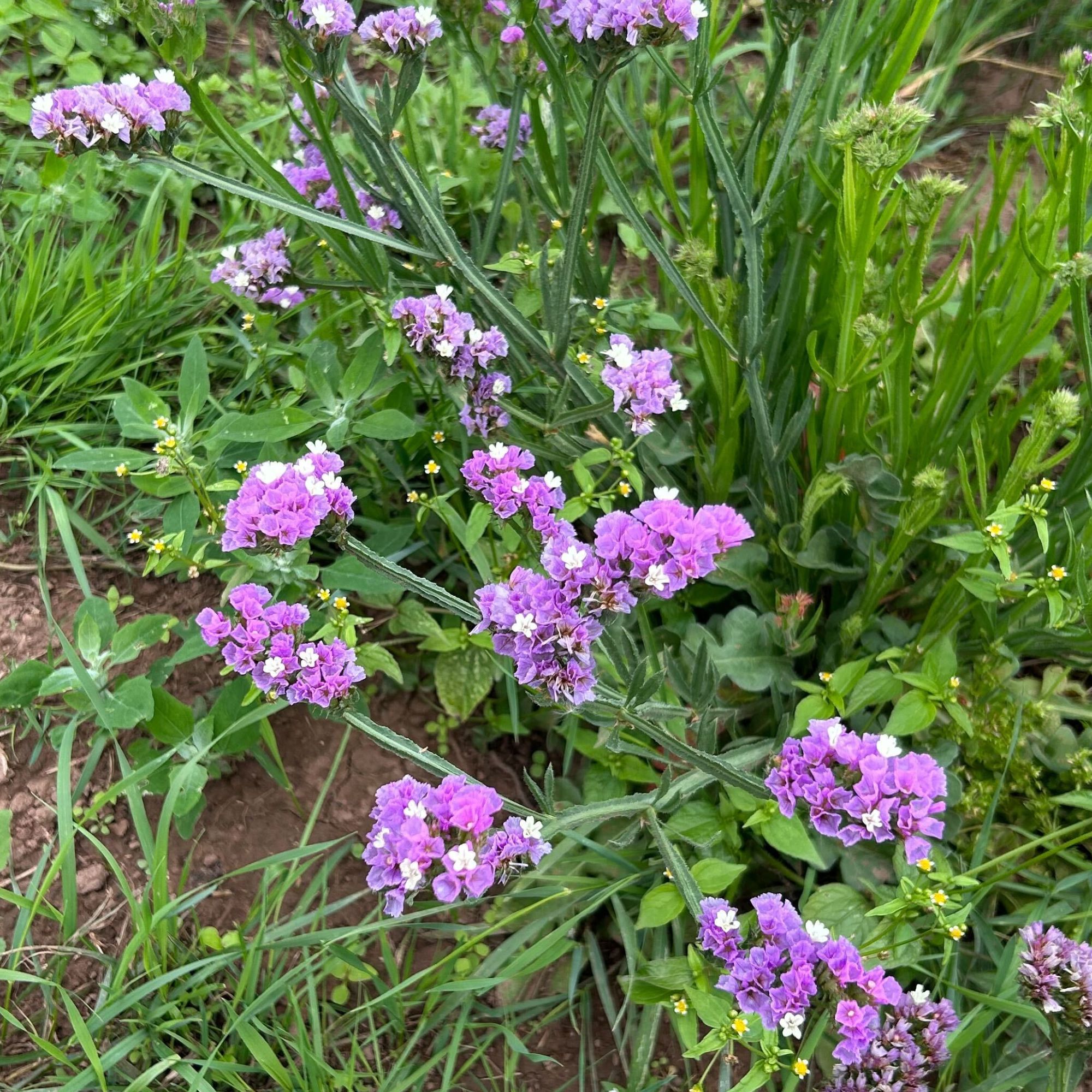 Flowering statice growing on Pool Hullock farm, Bloom & Wild's organic flower farm