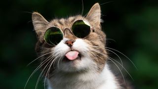 Cat influencer wearing sunglasses and posing with tongue out