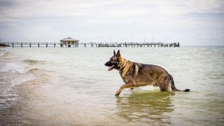 Fort De Soto Park, Florida