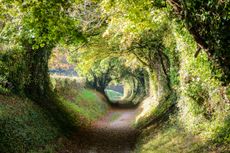 A natural tunnel to be found in the Sussex countryside near Halnaker.