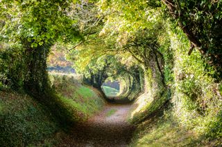 A natural tunnel to be found in the Sussex countryside near Halnaker.