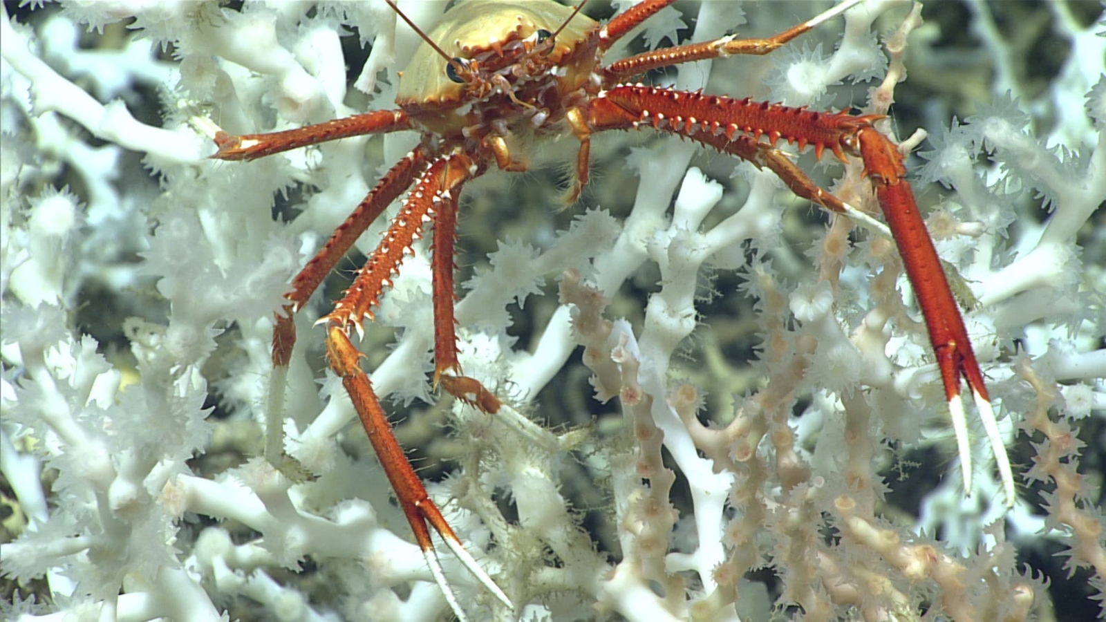 A large crab sits among deep sea corals