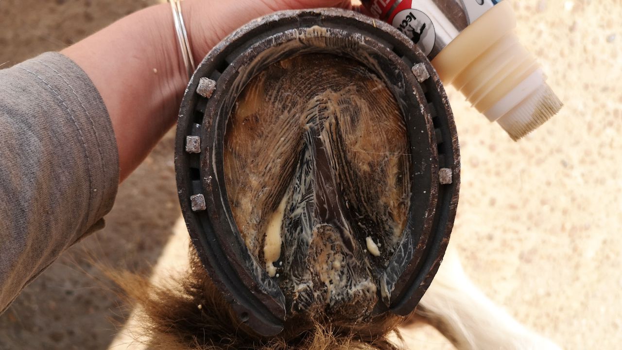 Leovet Hooflab Elastic Cream applied to sole