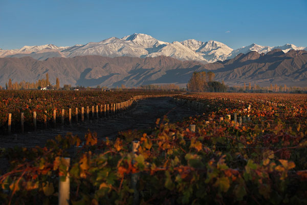 Wines of Argentina, Wines of Argentina Mendoza Vineyards
