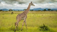 A giraffe standing in the middle of a large, grassy national park