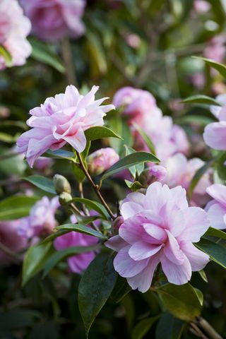 Camellia shrub with pink flowers in full bloom