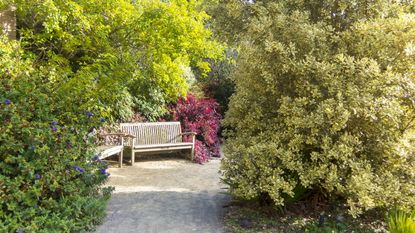 Shrubs around a bench in a botanic garden