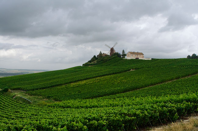 Reims vineyard, Champagne