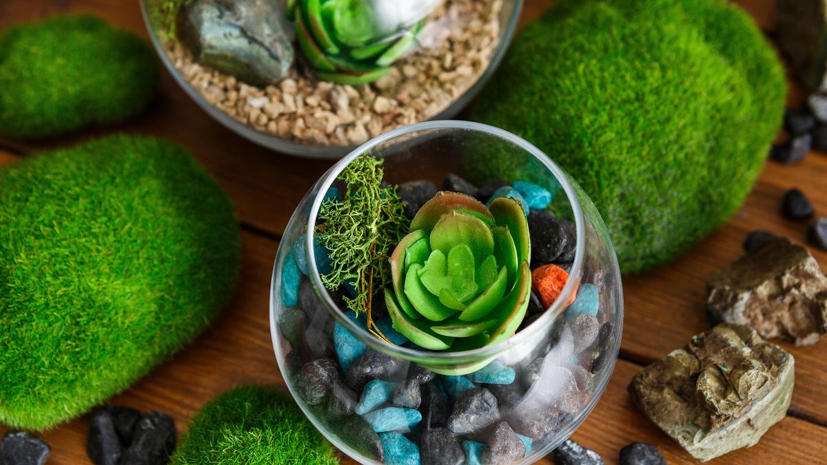 James Wong gives his top tips for growing moss indoors