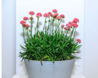 Armeria pseudarmeria 'Dreamland' , runner up at chelsea flower show plant of the year 2022