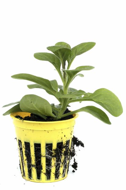Petunia Plant Growing In A Yellow Container