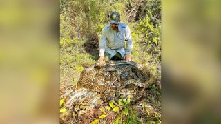 Researcher with a massive python mating ball in the forest.