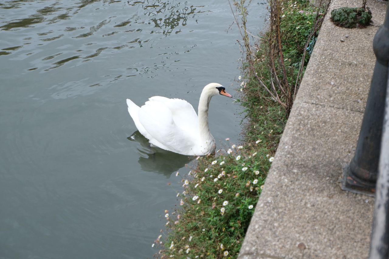 A swan swimming in the River Avon, taken on a Fujifilm X-M5 mirrorless vlogging camera