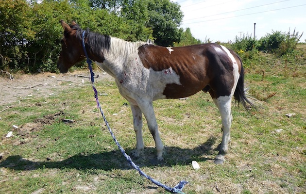 Wentloog Avenue horse i[4] copy