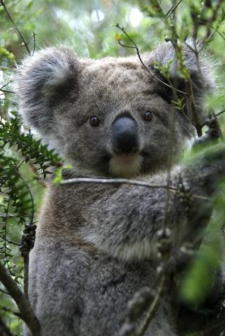 koala closeup