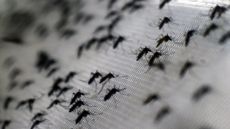 230315-mosquitoes-malaria.jpg