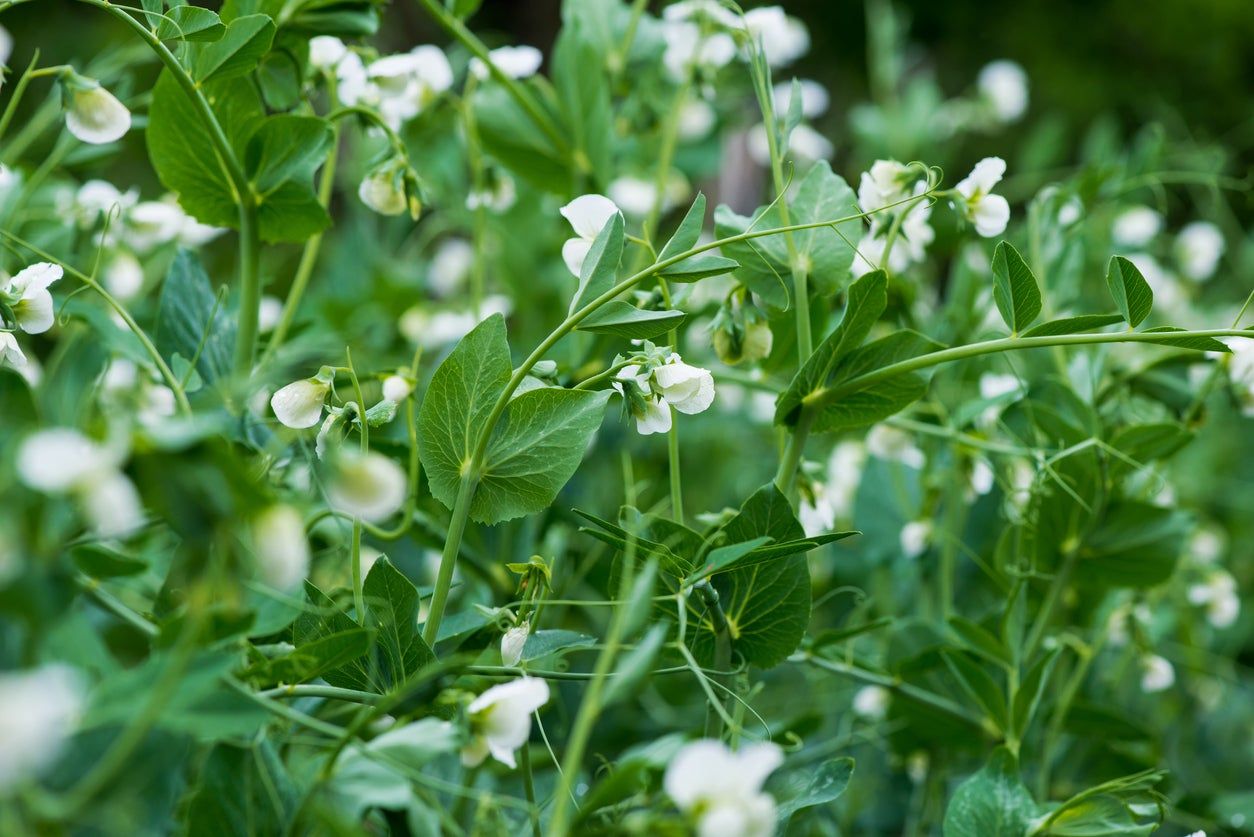 Spring Pea Plant Variety