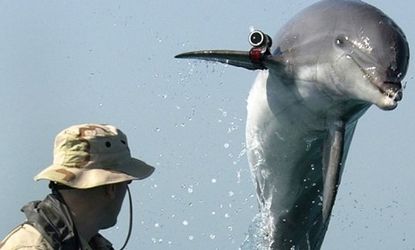 K-Dog, a bottle-nose dolphin, leaps during training: The Navy has used marine mammals to detect mines for decades.