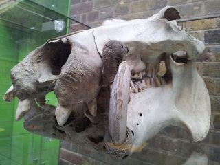 Skull of a hippopotamus reveals more now than ever.