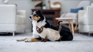 A tri-colored sheep dog and Siamese cat with blue eyes sitting on a plug pale blue rug with white couches in soft focus behind