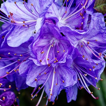 rhododendron Blue Diamond flowers that look blue-purple