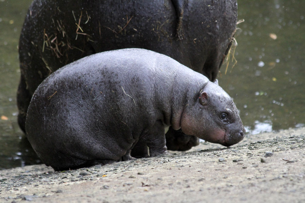 Baby Eve investigates her surrounding while staying close to mom, Ellen.