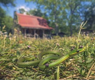 Green snake spotted on a grass lawn