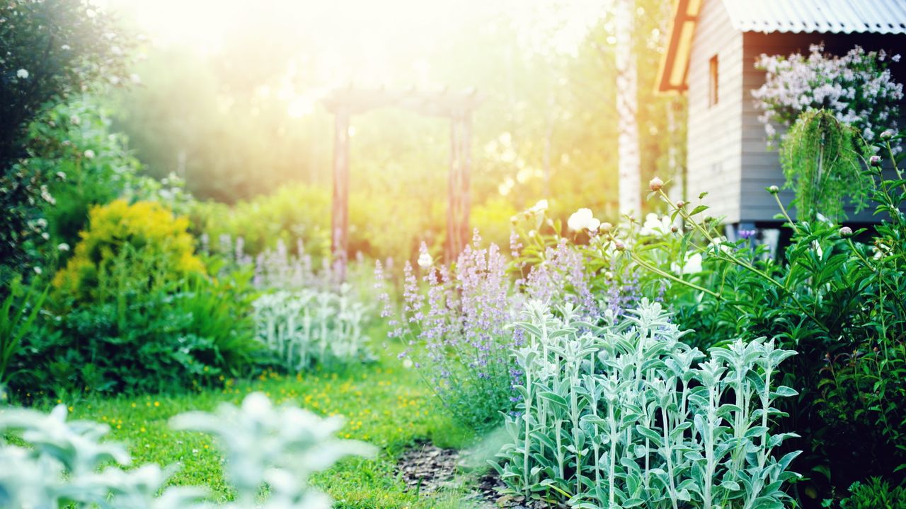 Plants with silver foliage in a garden border