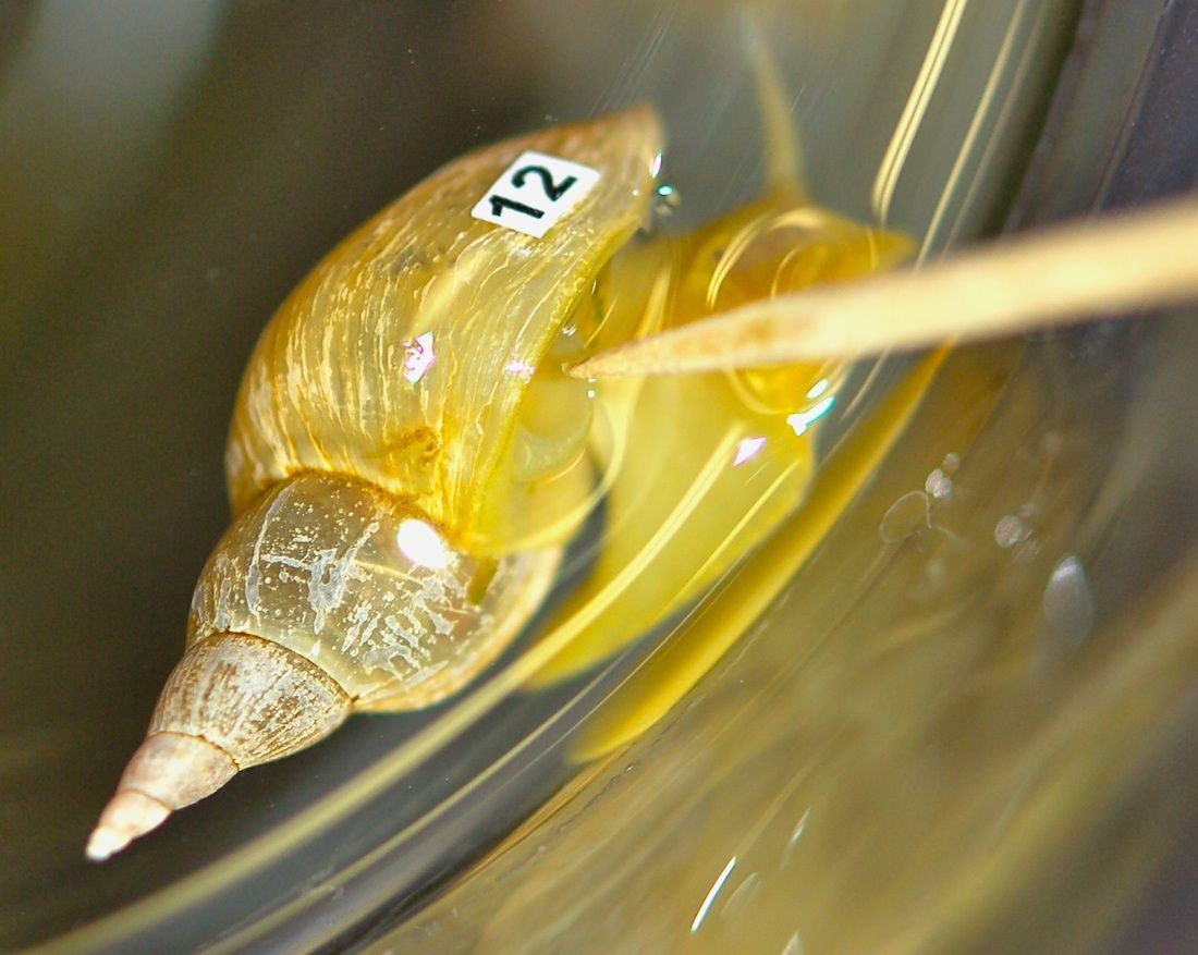 Scientists &quot;train&quot; the snails not to open their air-holes, or pneumostomes, by gently tapping them. Stressed-out snails don&#039;t learn from this training. 