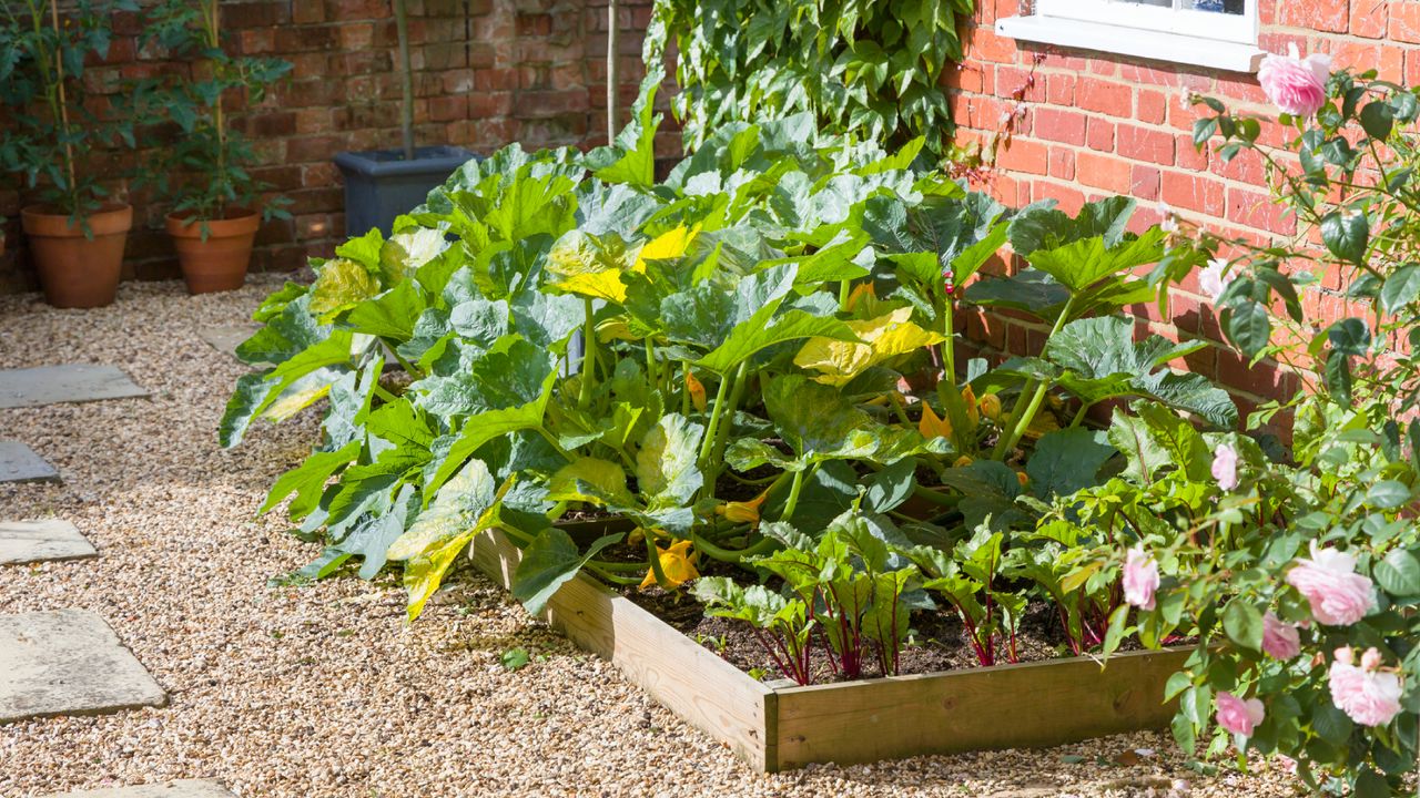 Zucchini growing alongside leafy greens in a raised bed.